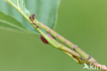 Peper-en-zoutvlinder