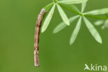 Geelbruine bandspanner (Plagodis pulveraria)