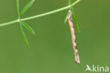 Geelbruine bandspanner (Plagodis pulveraria)