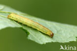 Haarbos (Ochropleura plecta)