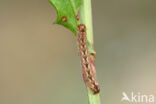 Marmeruil (Polia nebulosa)