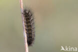 Kleine beer (Phragmatobia fuliginosa)