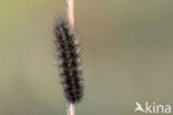 Kleine beer (Phragmatobia fuliginosa)