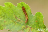 Oak Hook-tip (Watsonalla binaria)