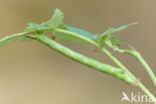 Peper-en-zoutvlinder