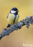 Great Tit (Parus major)