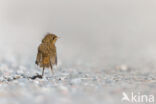 European Robin (Erithacus rubecula)