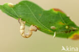Gestippelde oogspanner (Cyclophora punctaria)