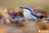 Nuthatch (Sitta europaea europaea)