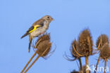 European Goldfinch (Carduelis carduelis)