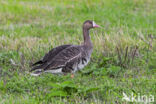 White-fronted goose (Anser albifrons)