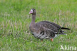 White-fronted goose (Anser albifrons)