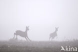 Roe Deer (Capreolus capreolus)