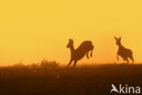 Roe Deer (Capreolus capreolus)