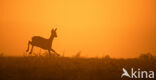 Roe Deer (Capreolus capreolus)