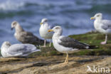 Lesser Black-backed Gull (Larus fuscus)