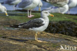 Lesser Black-backed Gull (Larus fuscus)