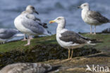 Lesser Black-backed Gull (Larus fuscus)