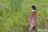 Ring-necked Pheasant (Phasianus colchicus)