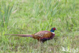 Ring-necked Pheasant (Phasianus colchicus)