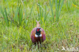 Ring-necked Pheasant (Phasianus colchicus)