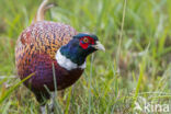 Ring-necked Pheasant (Phasianus colchicus)