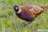 Ring-necked Pheasant (Phasianus colchicus)