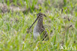 Watersnip (Gallinago gallinago)