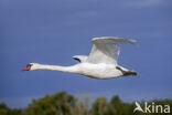 Knobbelzwaan (Cygnus olor)