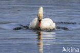 Mute Swan (Cygnus olor)