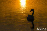 Mute Swan (Cygnus olor)