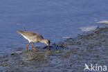 Spotted Redshank (Tringa erythropus)