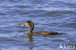 Great Cormorant (Phalacrocorax carbo)