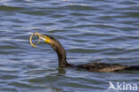 Aalscholver (Phalacrocorax carbo)