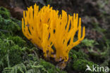 Kleverig koraalzwammetje (Calocera viscosa)