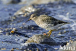 Purple Sandpiper (Calidris maritima)