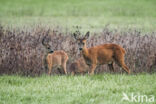 Roe Deer (Capreolus capreolus)