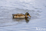 Mallard