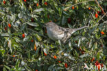 Barred Warbler (Sylvia nisoria)