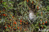 Barred Warbler (Sylvia nisoria)