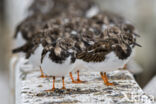 Ruddy Turnstone (Arenaria interpres)