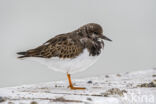 Steenloper (Arenaria interpres)