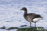 Rotgans (Branta bernicla)