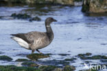 Rotgans (Branta bernicla)