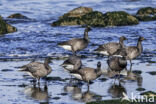 Rotgans (Branta bernicla)