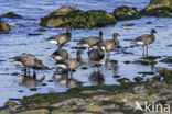 Rotgans (Branta bernicla)