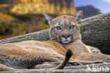 Poema (Puma concolor)