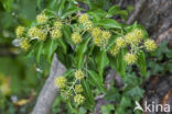 Common ivy (Hedera helix)