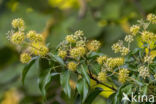 Common ivy (Hedera helix)