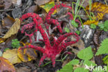 Inktviszwam (Clathrus archeri)